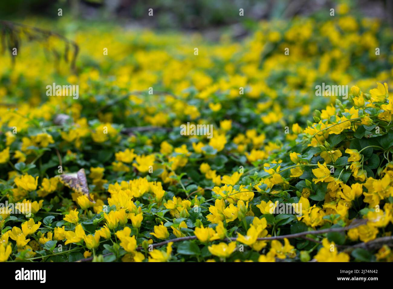 Fairy cover loosestrife moneywort close-up, beautiful lawn plant Lysimachia blossom with yellow flowers in nature Stock Photo