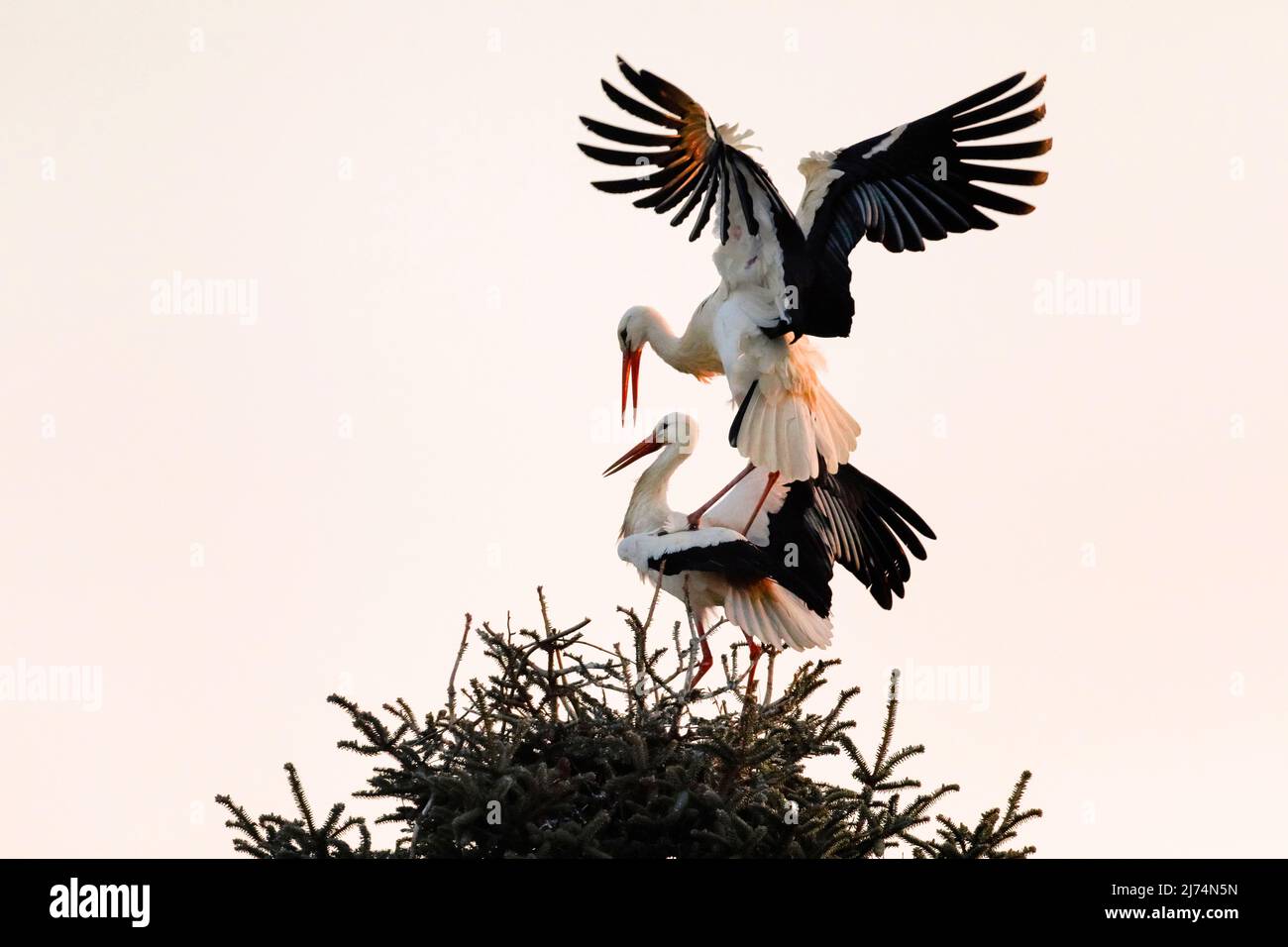 white stork (Ciconia ciconia), mating in the nest at sunrise, Switzerland, Kanton Zuerich, Oetwil am See Stock Photo
