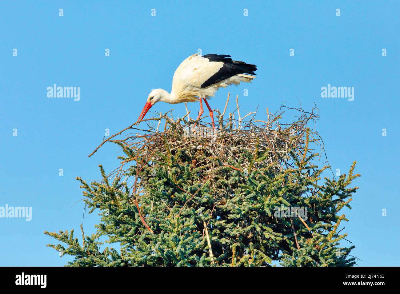 white stork (Ciconia ciconia), building a nest in a tree top, Switzerland, Kanton Zuerich, Oetwil am See Stock Photo