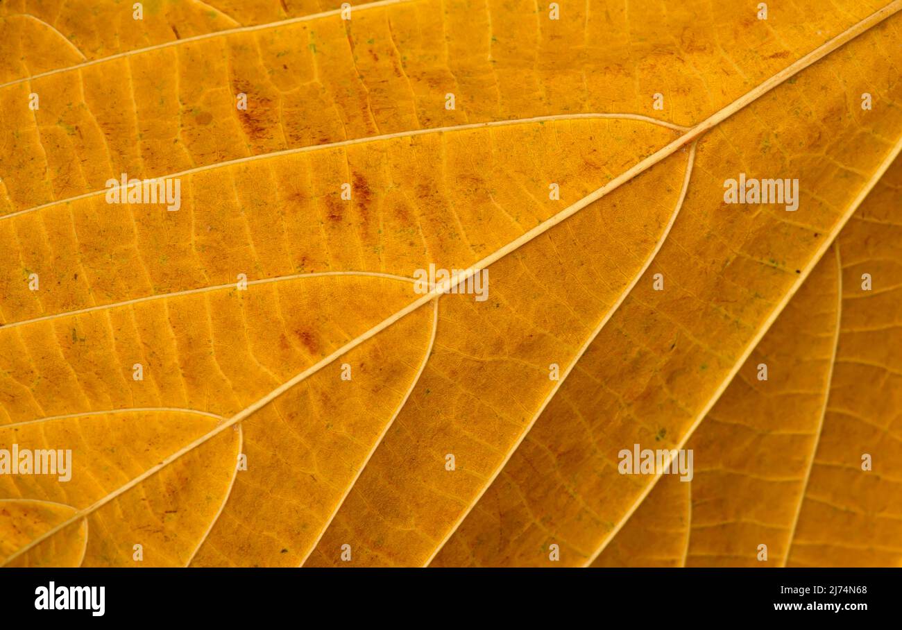 A dry Tahongai, Timoho (Kleinhovia hospita L.) leaf textures Stock ...