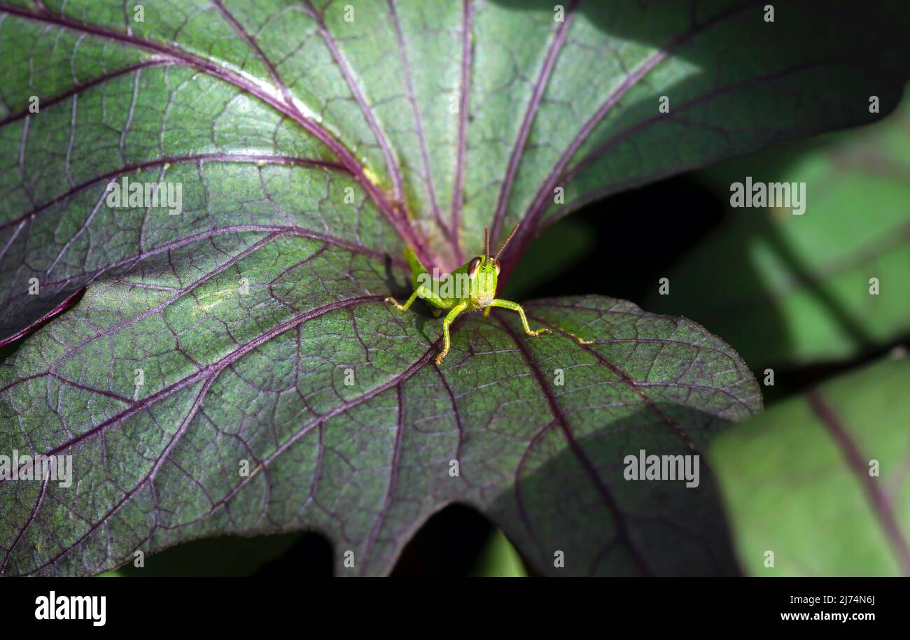 A grasshopper and color gradation of sweet potato (Ipomoea batatas) leaves, called Ubi Jalar in Indonesia Stock Photo