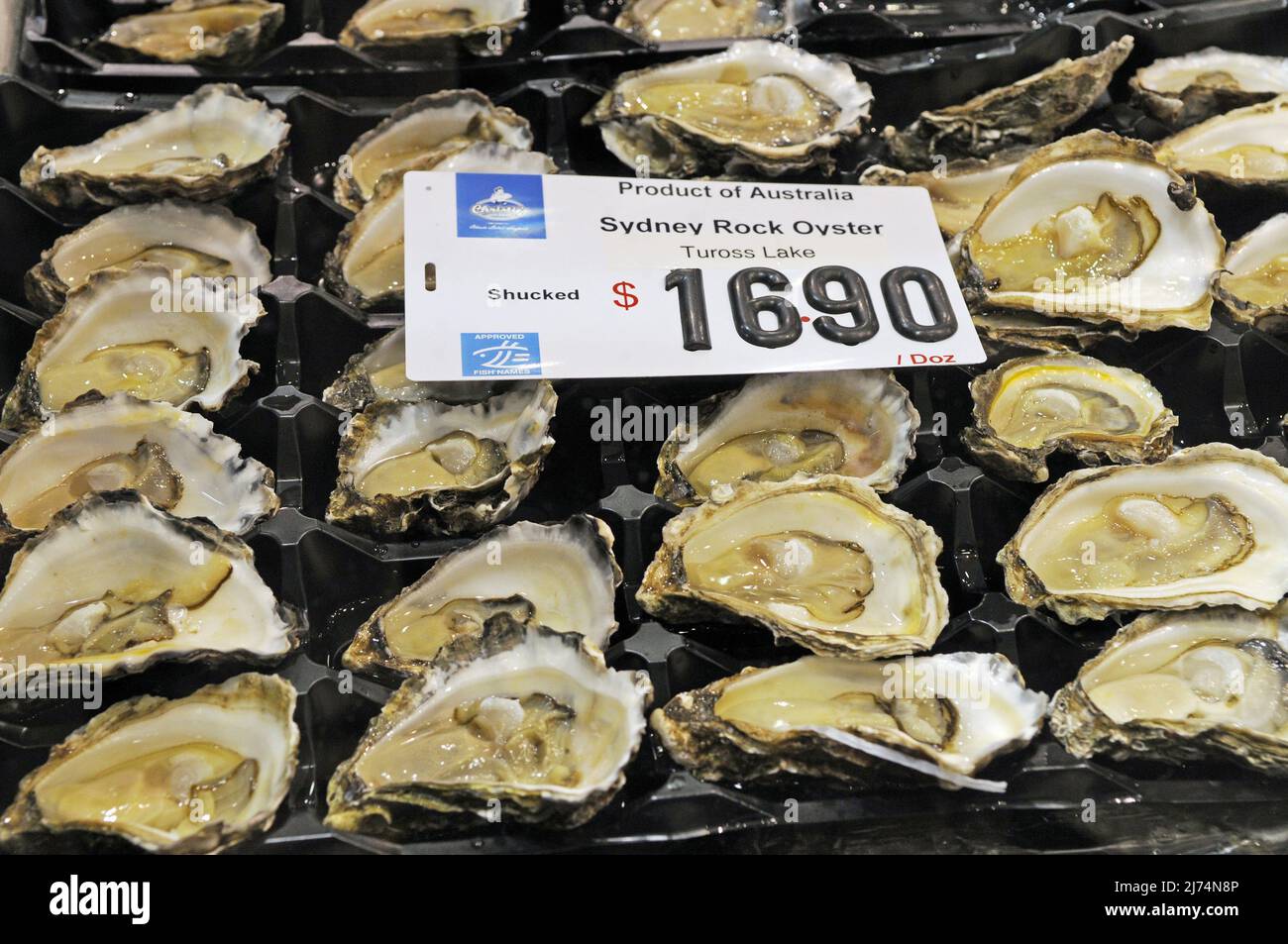 oysters (Ostreidae), fresh oisters at Sydney fish market, Australia, Sydney Stock Photo