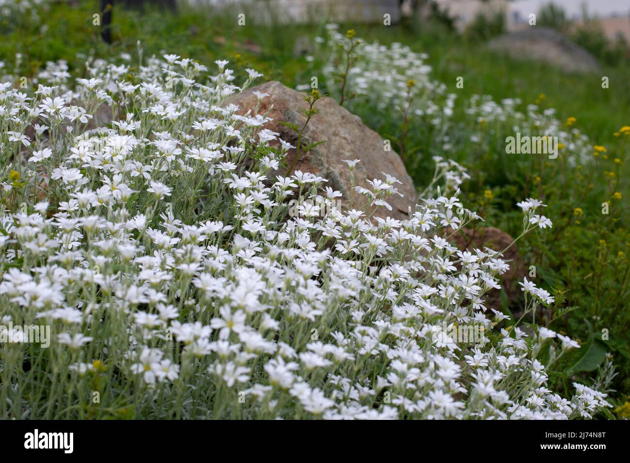 Flowers cerastium caryophyllaceae blossom white small flowers side view