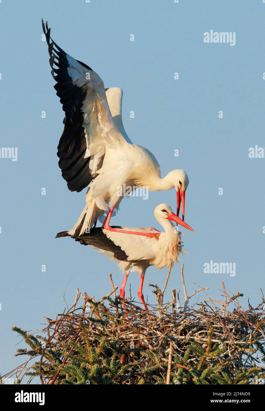 white stork (Ciconia ciconia), mating in the nest, Switzerland, Kanton Zuerich, Oetwil am See Stock Photo