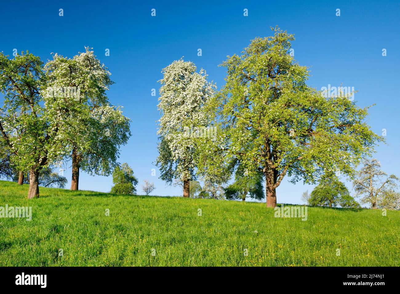 Common pear (Pyrus communis), Blooming pear trees in a green meadow, Oetwil am See, Switzerland, Zuercher Oberland, Hombrechtikon Stock Photo