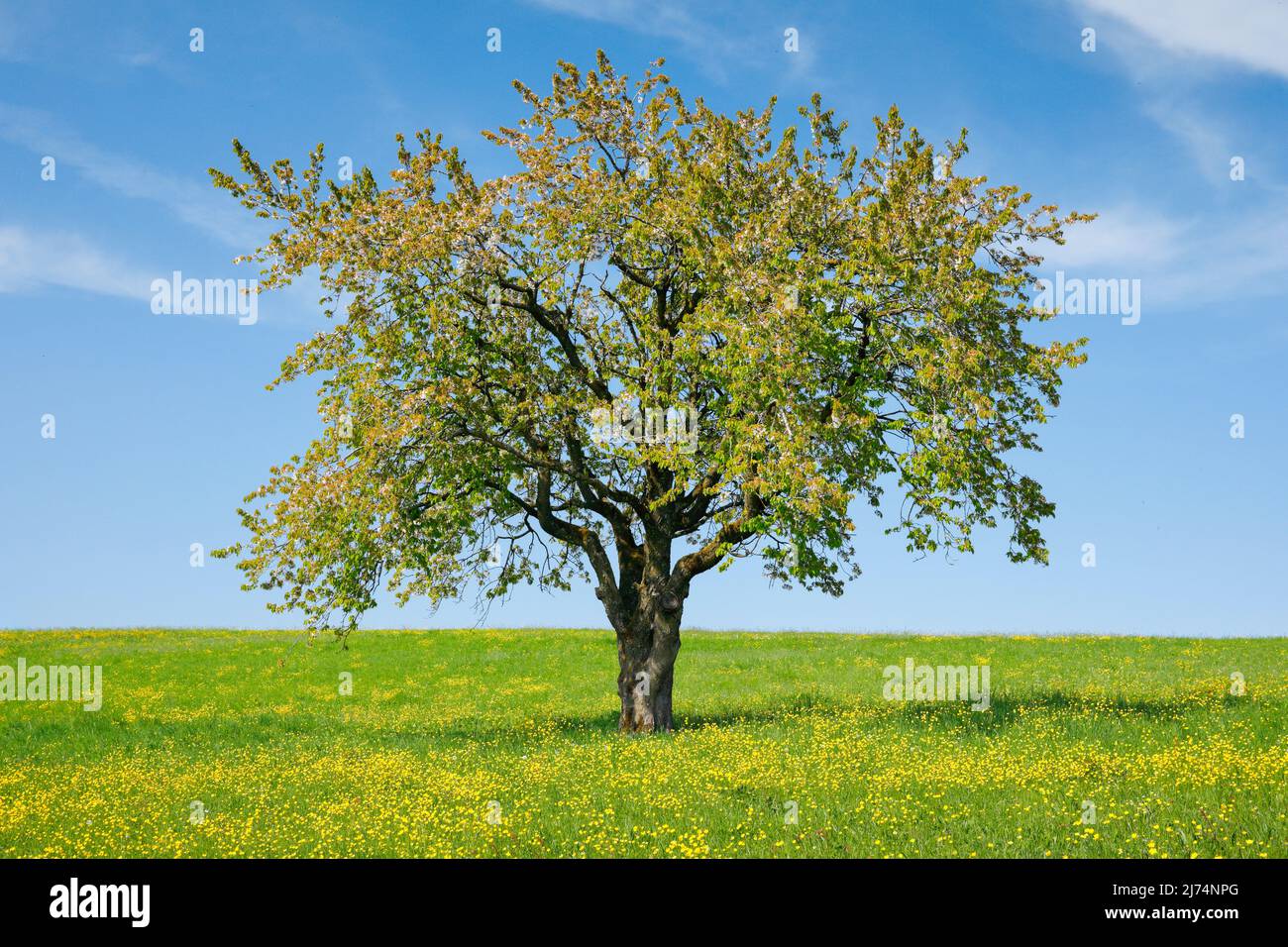 apple tree (Malus domestica), Free standing apple tree in a meadow with lots of yellow blooming buttercups near Uster, Switzerland, Zuercher Stock Photo