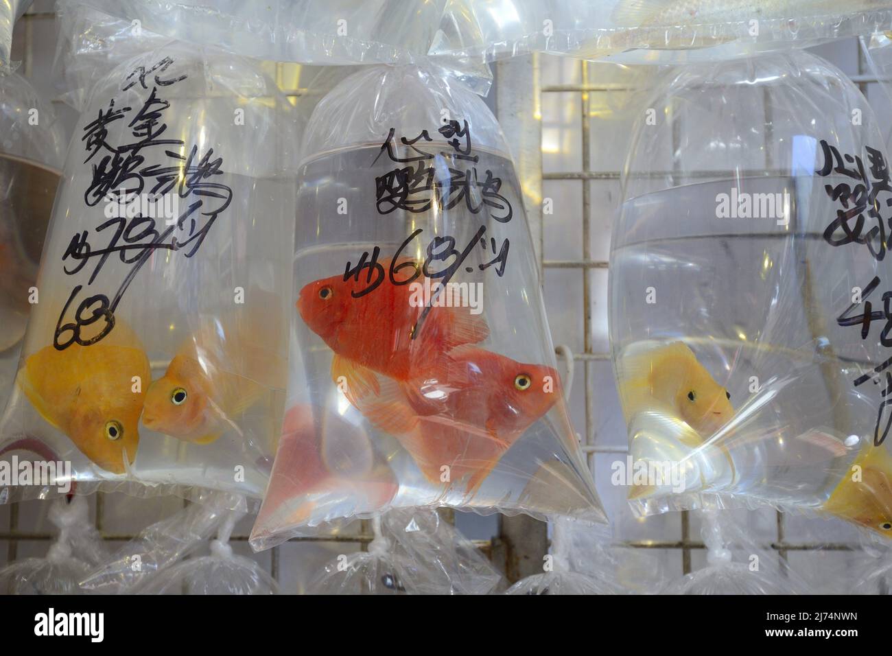 Pet shop in hong kong hires stock photography and images Alamy