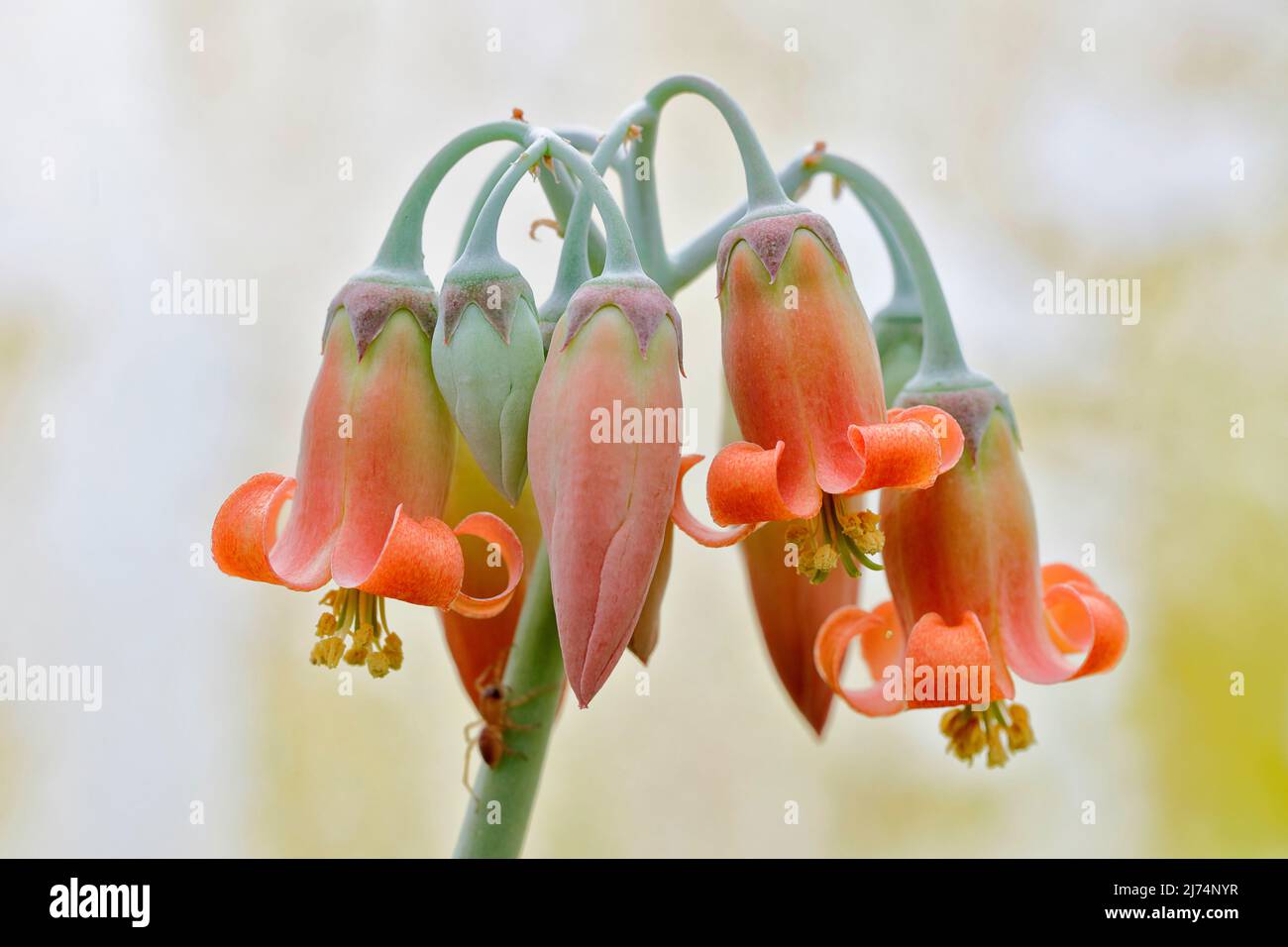 Coral berry, Coral bells, Coral bell plant, Winter bells (Kalanchoe rosei var. seyrigii), flowers Stock Photo