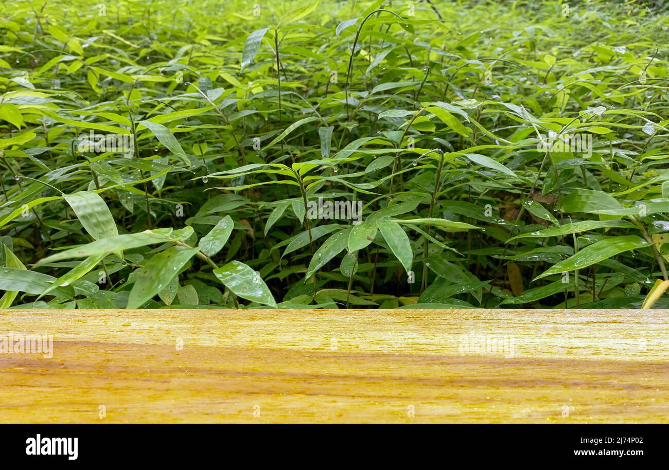 Wooden board empty table in front of bamboo plant seedlings Stock Photo ...