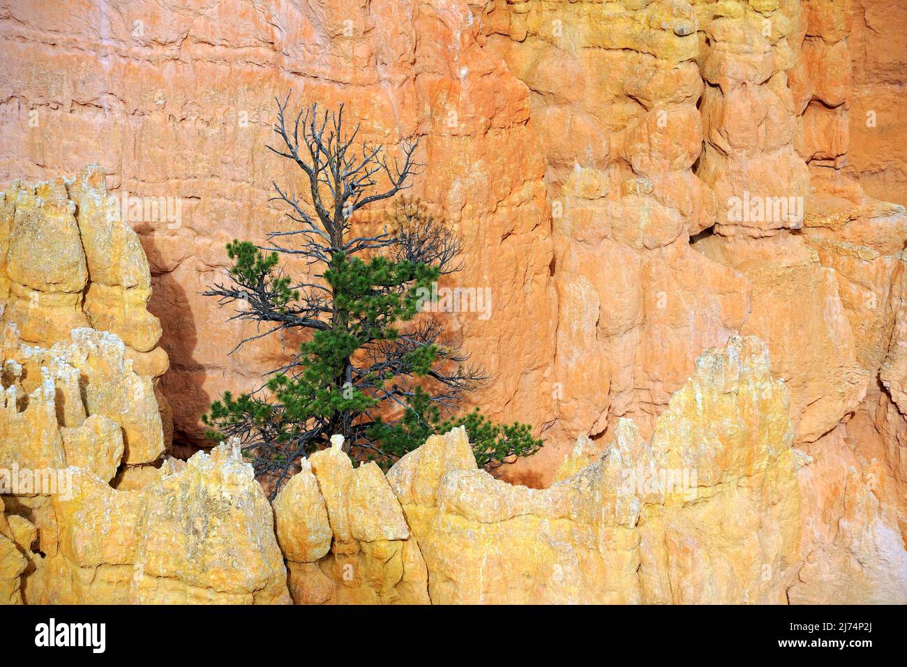 Pinyon pine (Pinus spec.), single Pinyon pine at sunrise, USA, Utah, Bryce Canyon National Park Stock Photo