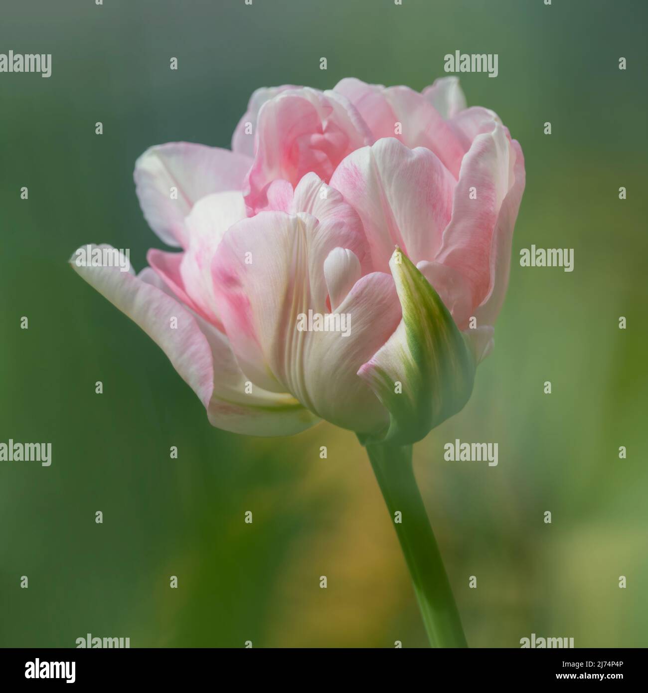 Gorgeous pink and white Parrot Tulip just coming into flower and set against out of focus foliage in a garden Stock Photo