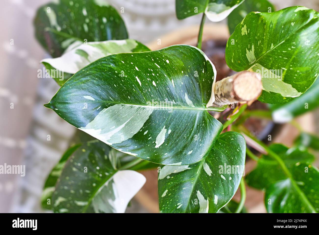 Beautiful leaf of tropical 'Philodendron White Princess' houseplant with white variegation with spots Stock Photo