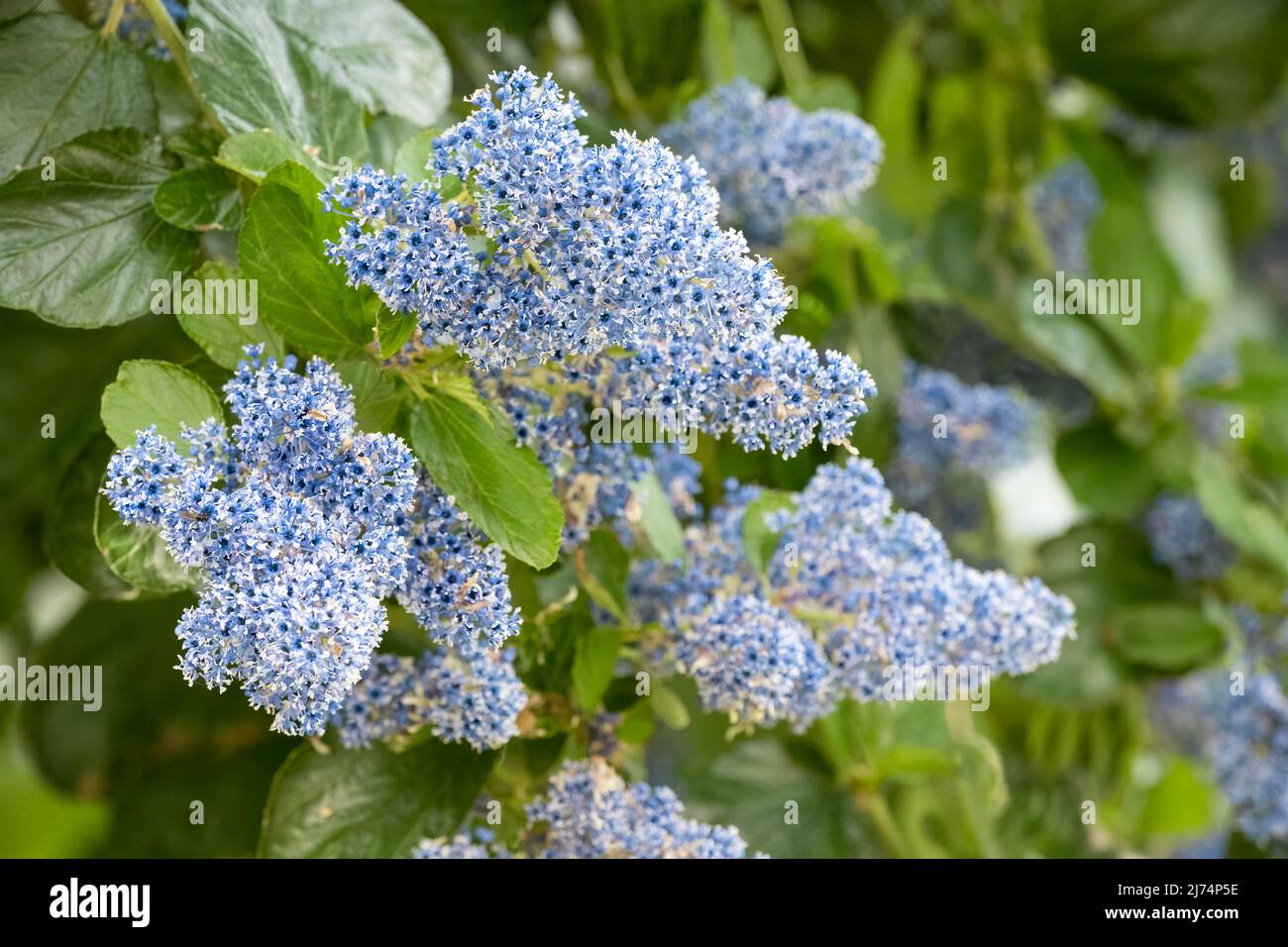 Close up of a cluster of the beautiful blue flowers of an evergreen Ceanothus shrub (Ceanothus Concha). Stock Photo