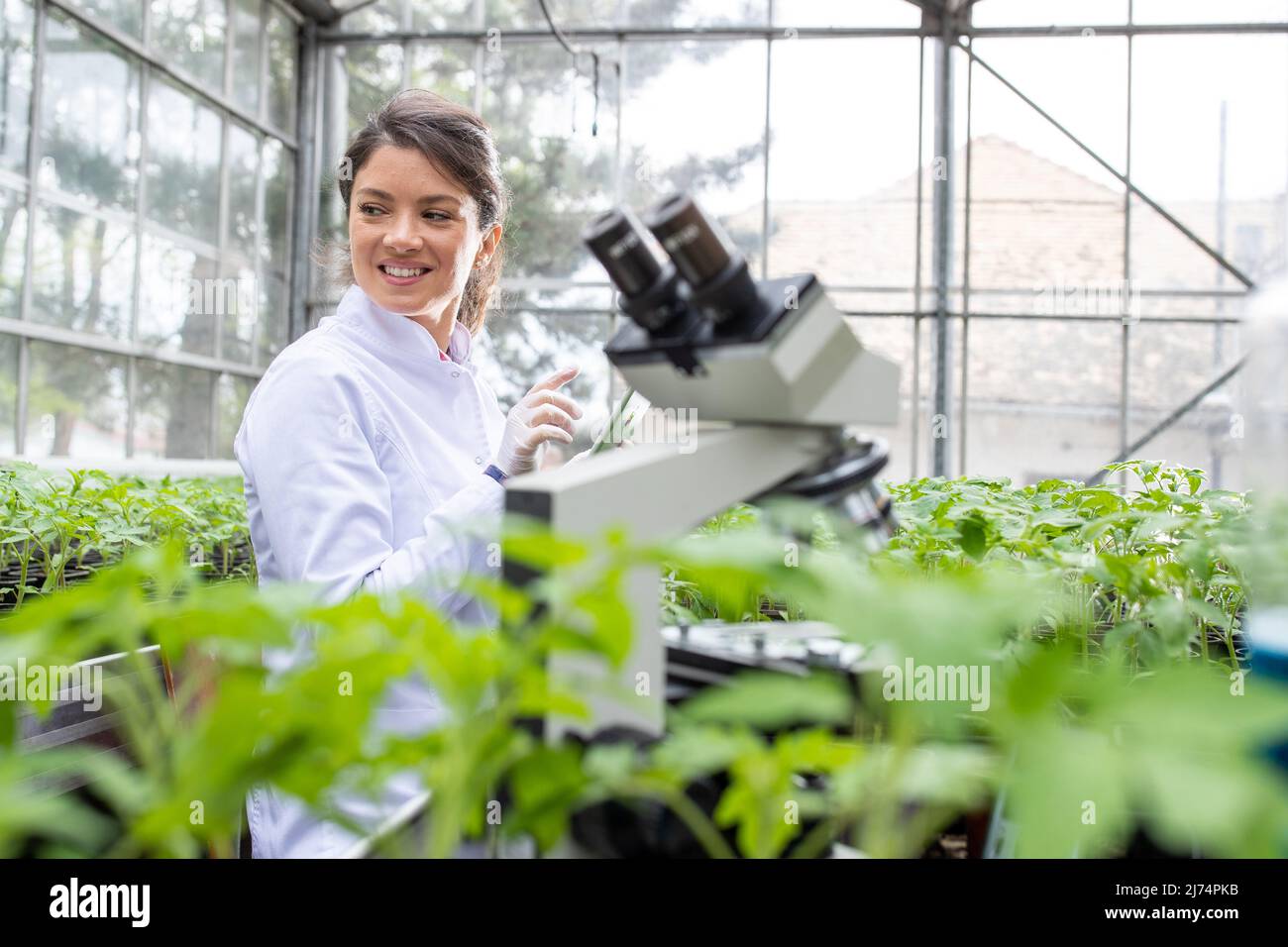 Young pretty woman agronomist in white coat working on tablet and microscope in greenhouse. Plant care and protection concept Stock Photo