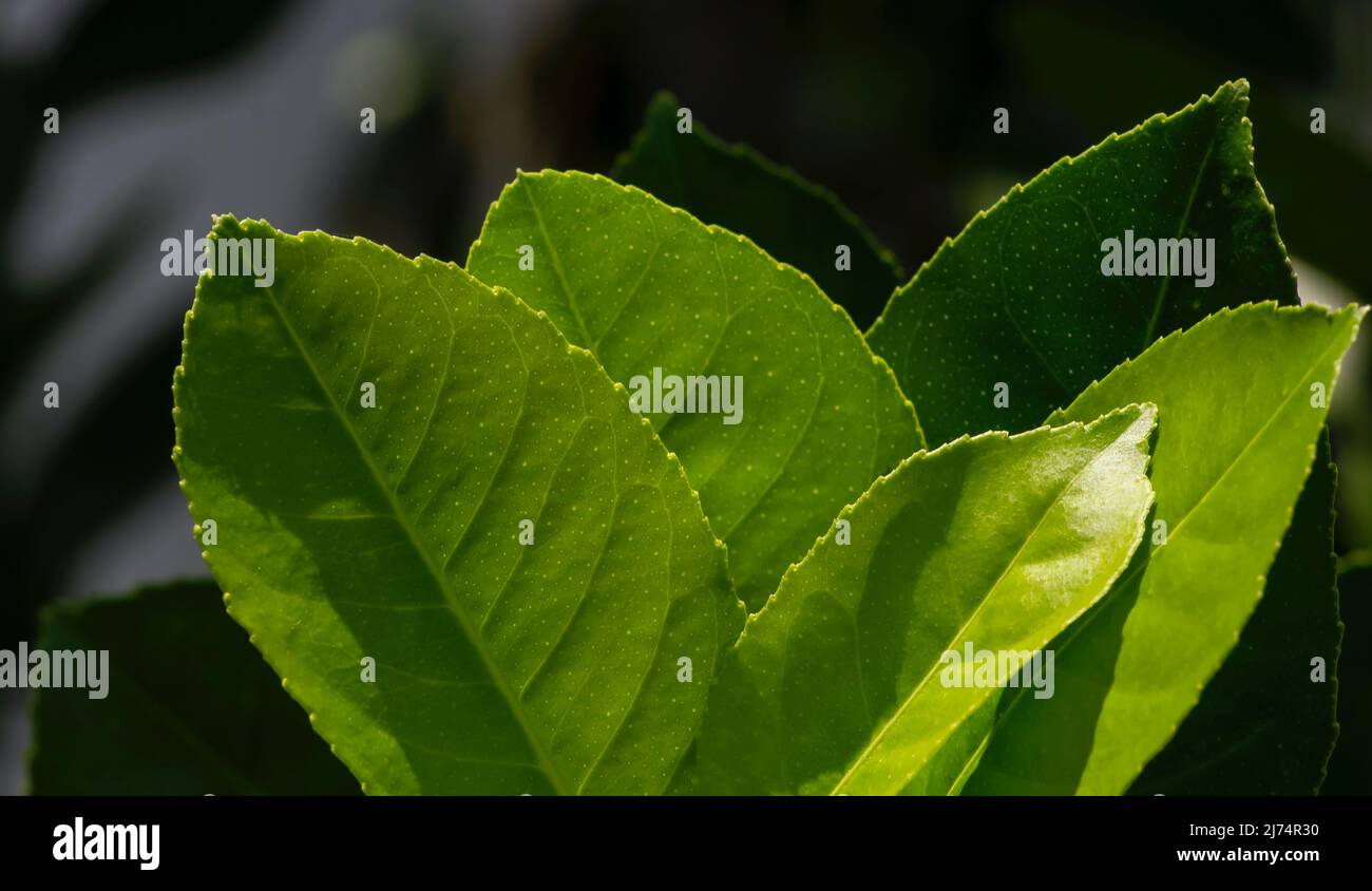Green citrus leaves, Citrus hystrix (Citrus limon) called the kaffir