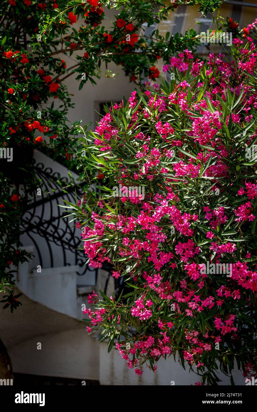 Nerium Oleander Toulouse, pure pink flowers, close up view Stock Photo