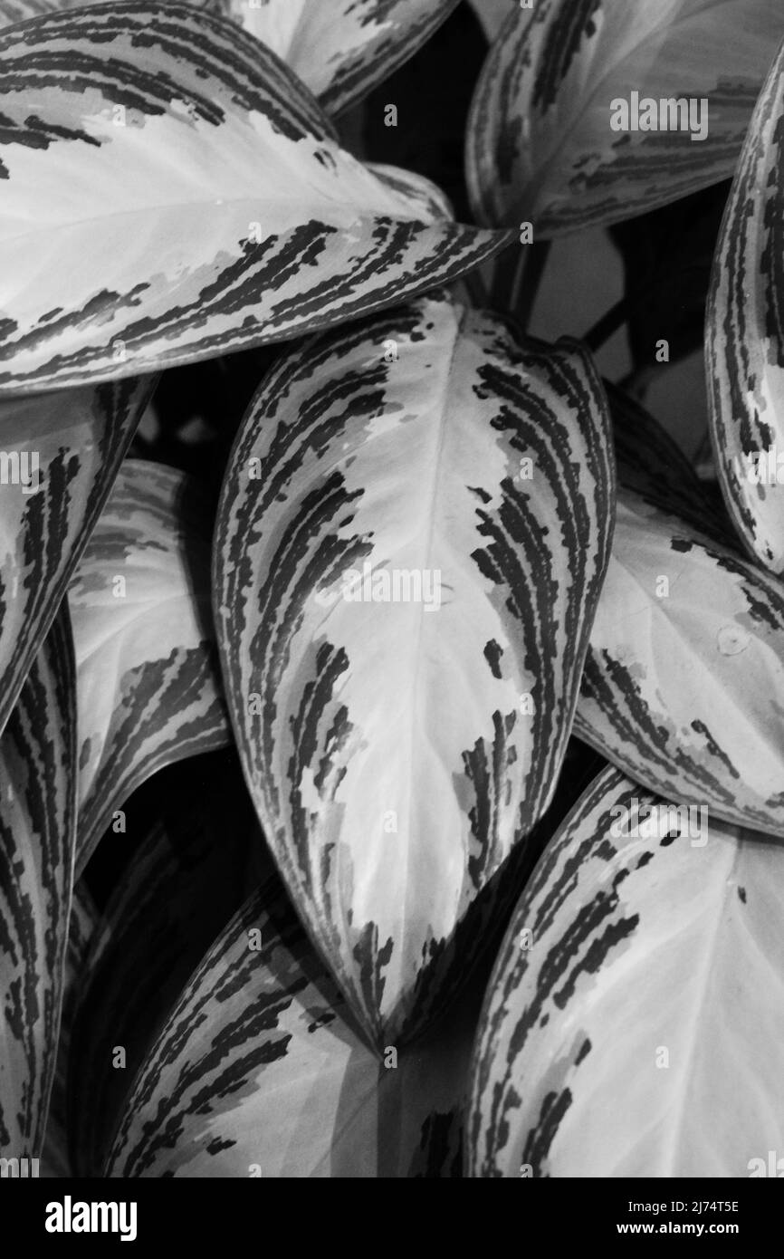 Beautiful leafy house plants growing in the indoor garden in black and ...