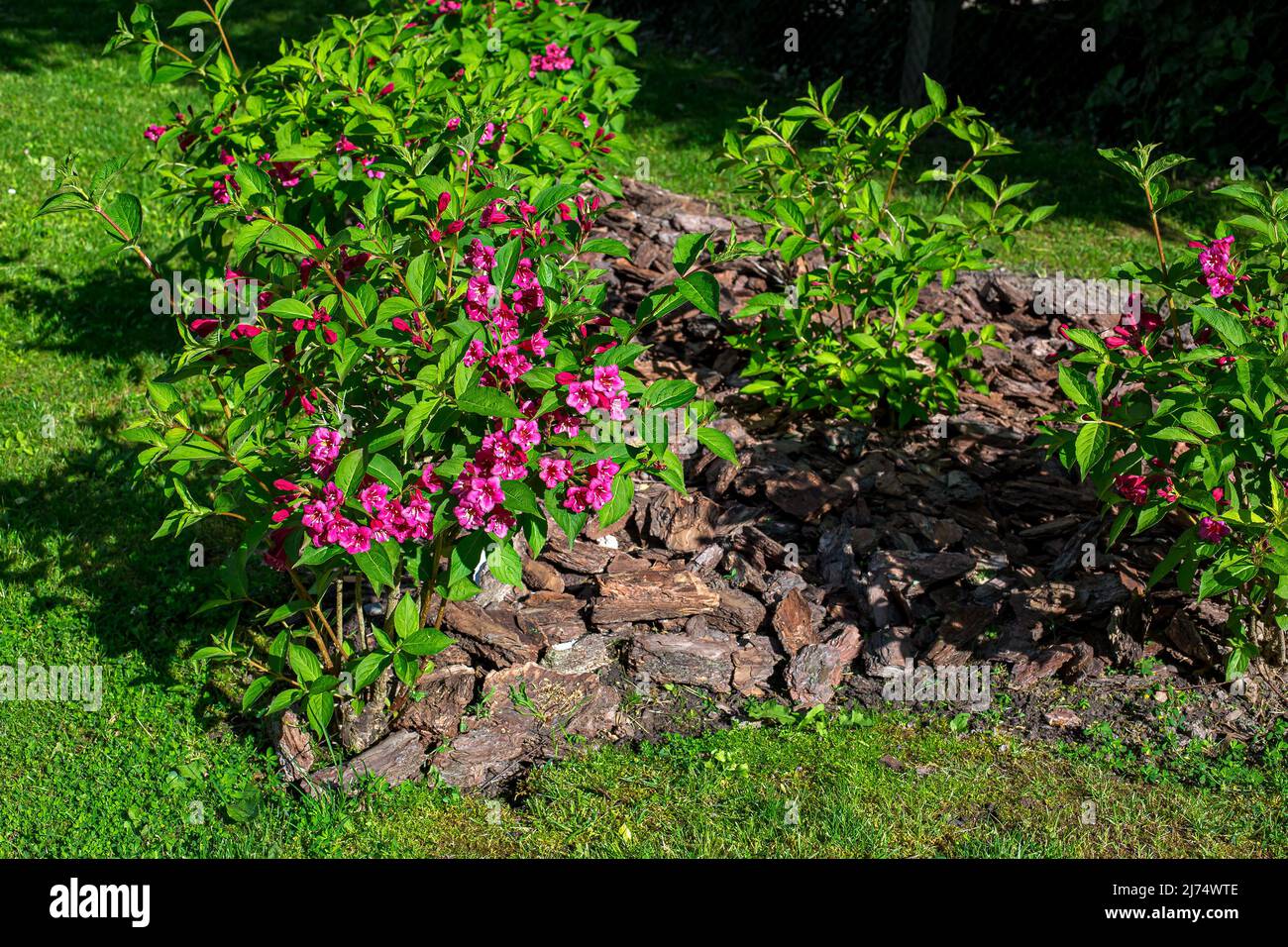 garden bed with mulched tree bark blooming flowers with green leaves on a sunny spring day in the backyard close-up of a plant. Stock Photo