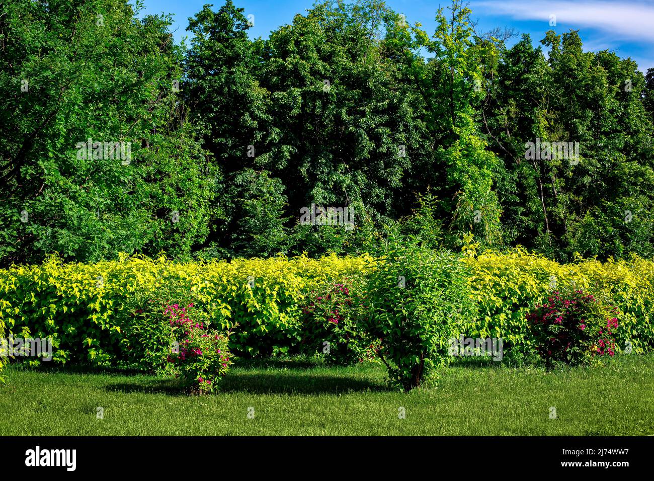 deciduous bushes trimmed on a lawn with green grass in a park with trees on a sunny summer day illuminated by sunlight, natural background, nobody. Stock Photo