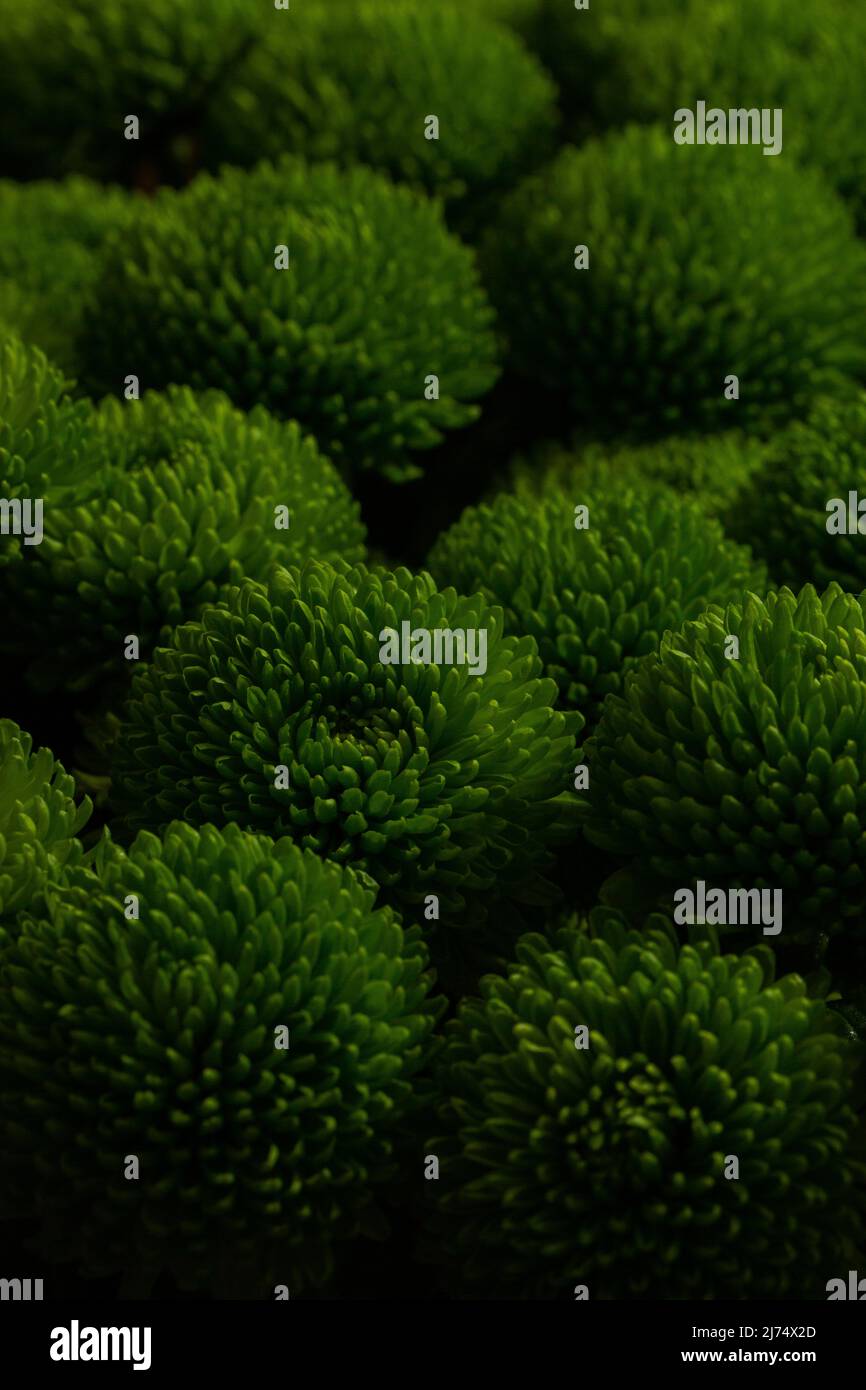 Green chrysanthemums hi-res stock photography and images - Alamy