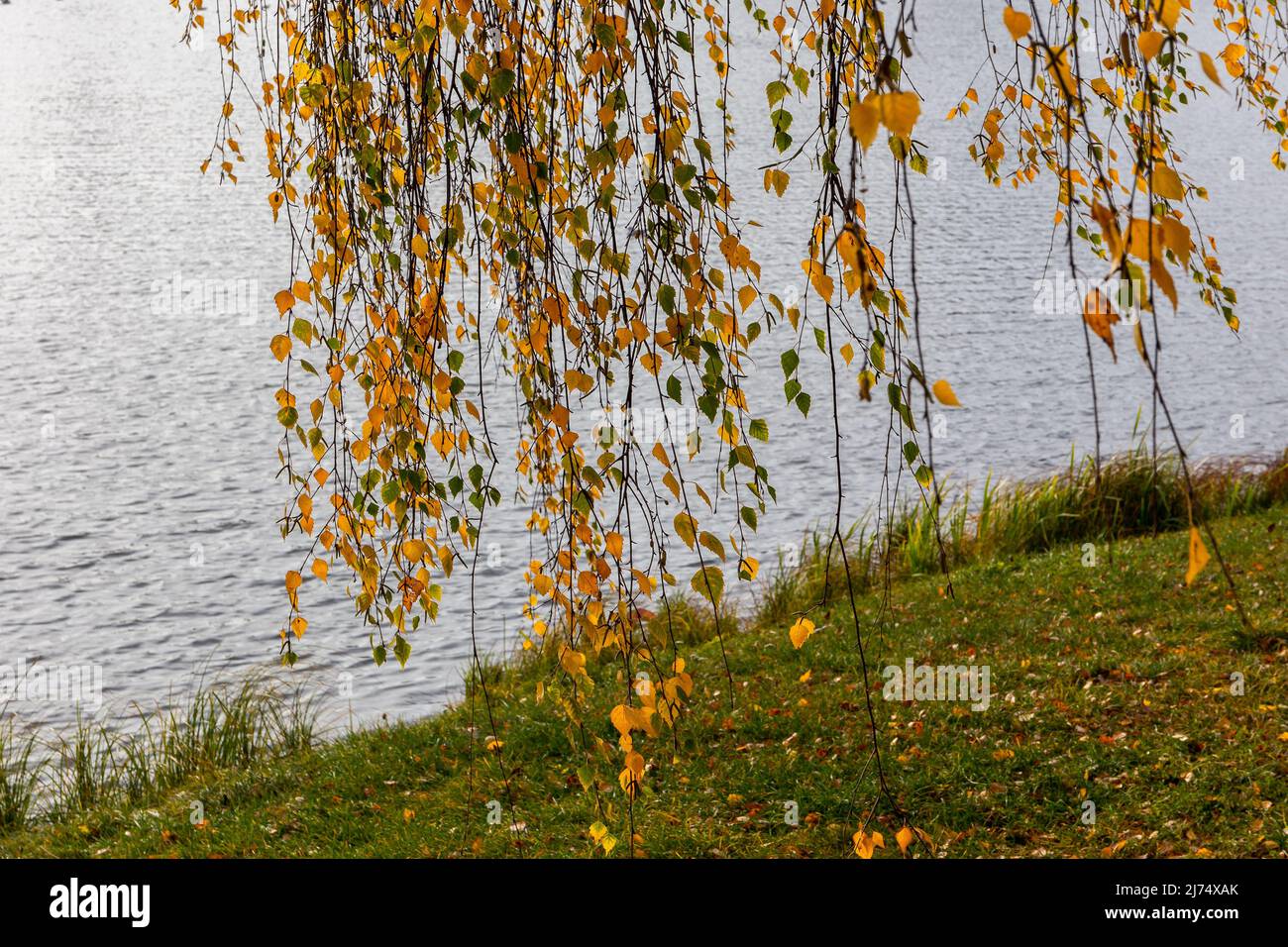 Gold autumn leaves of a weeping willow tree hanging over a Svislach river on a Island of Tears in Minsk, Belarus. Stock Photo