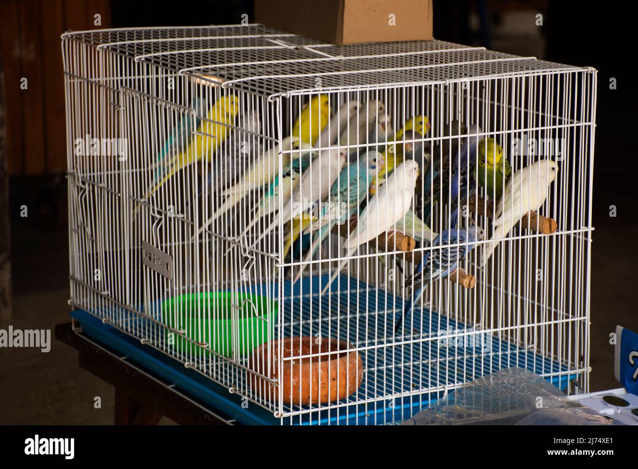 Melopsittacus undulatus or budgie parakeet birds in cage for sale thai
