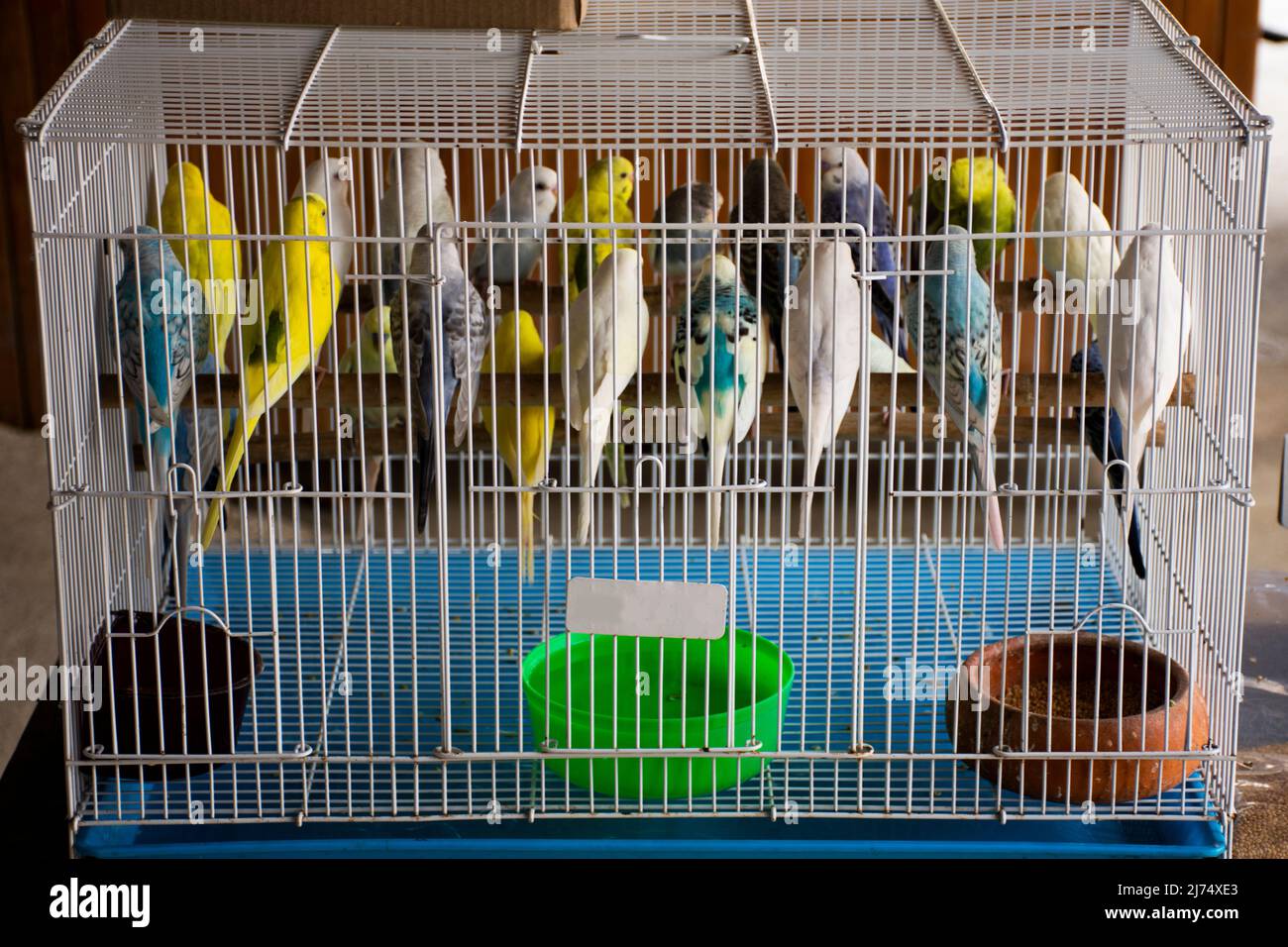 Melopsittacus undulatus or budgie parakeet birds in cage for sale thai