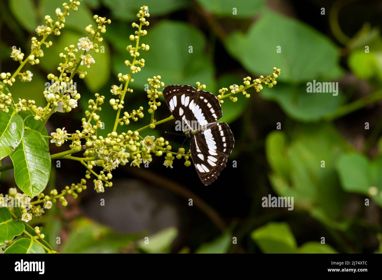 A butterfly eating nectar from longan flowers (Dimocarpus longan) and helping pollination and