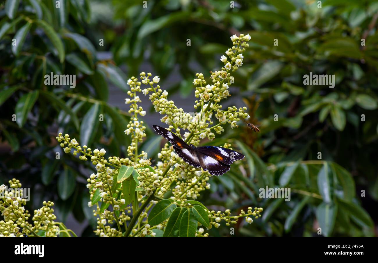 A butterfly eating nectar from longan flowers (Dimocarpus longan) and helping pollination and