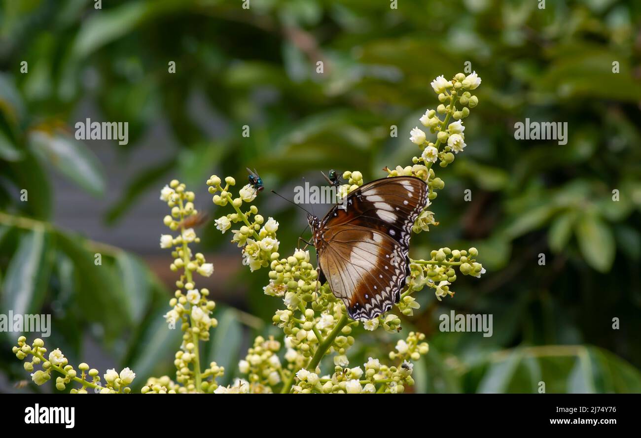 A butterfly eating nectar from longan flowers (Dimocarpus longan) and helping pollination and