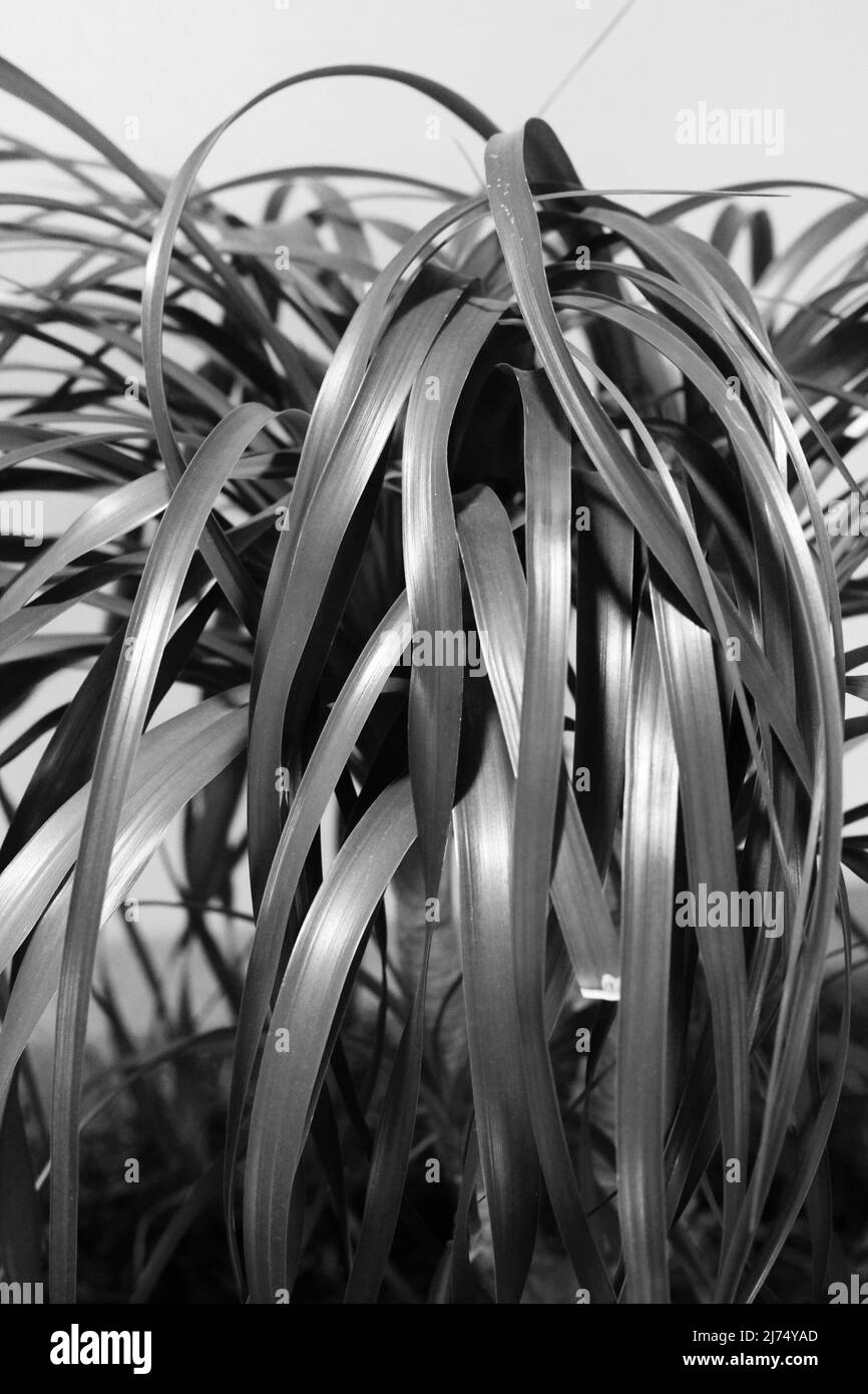 Beautiful leafy house plants growing in the indoor garden in black and ...