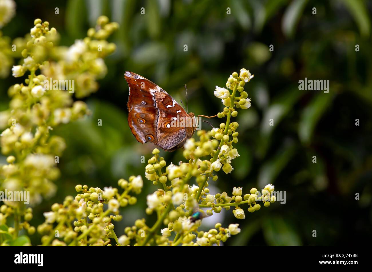 A butterfly eating nectar from longan flowers (Dimocarpus longan) and helping pollination and