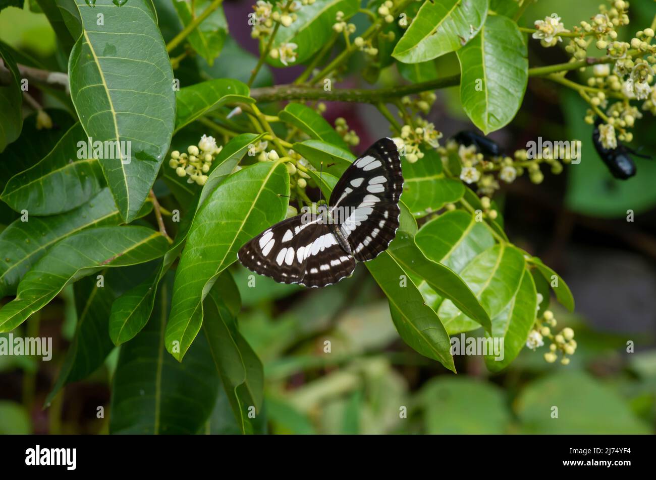 A butterfly eating nectar from longan flowers (Dimocarpus longan) and helping pollination and