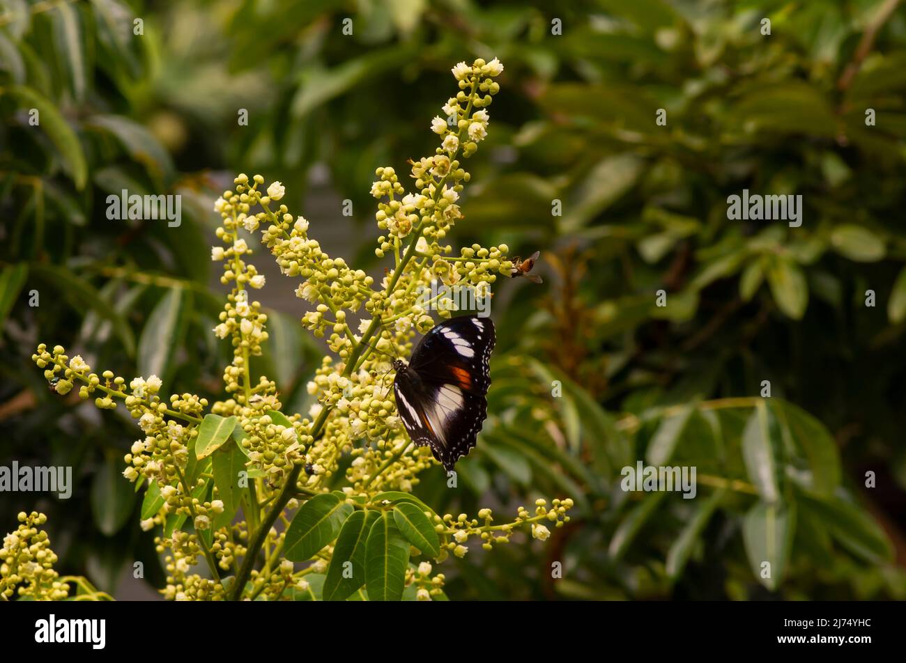 A butterfly eating nectar from longan flowers (Dimocarpus longan) and helping pollination and