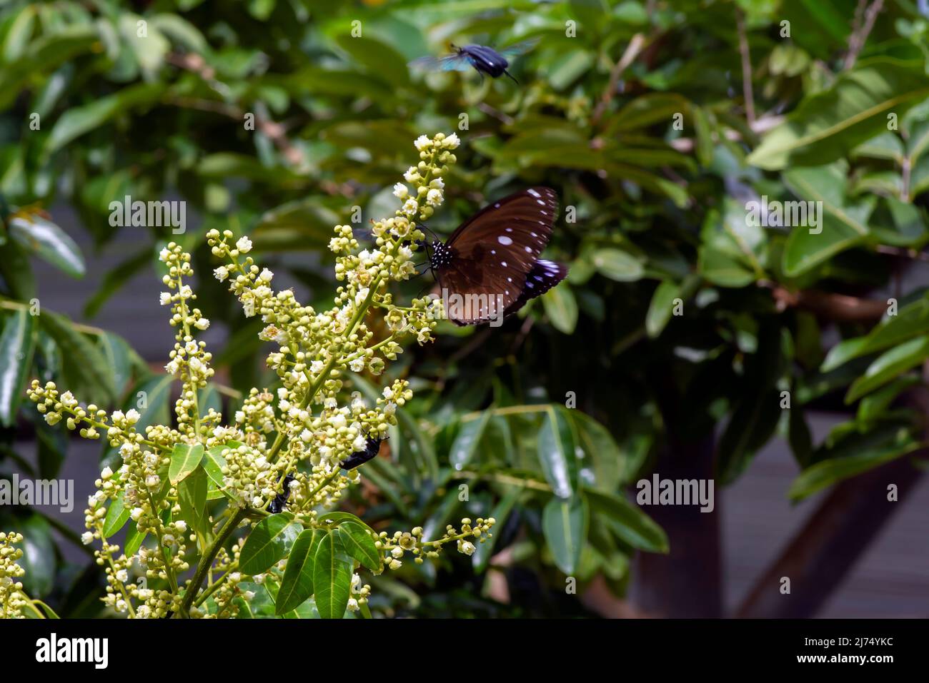 A butterfly eating nectar from longan flowers (Dimocarpus longan) and helping pollination and
