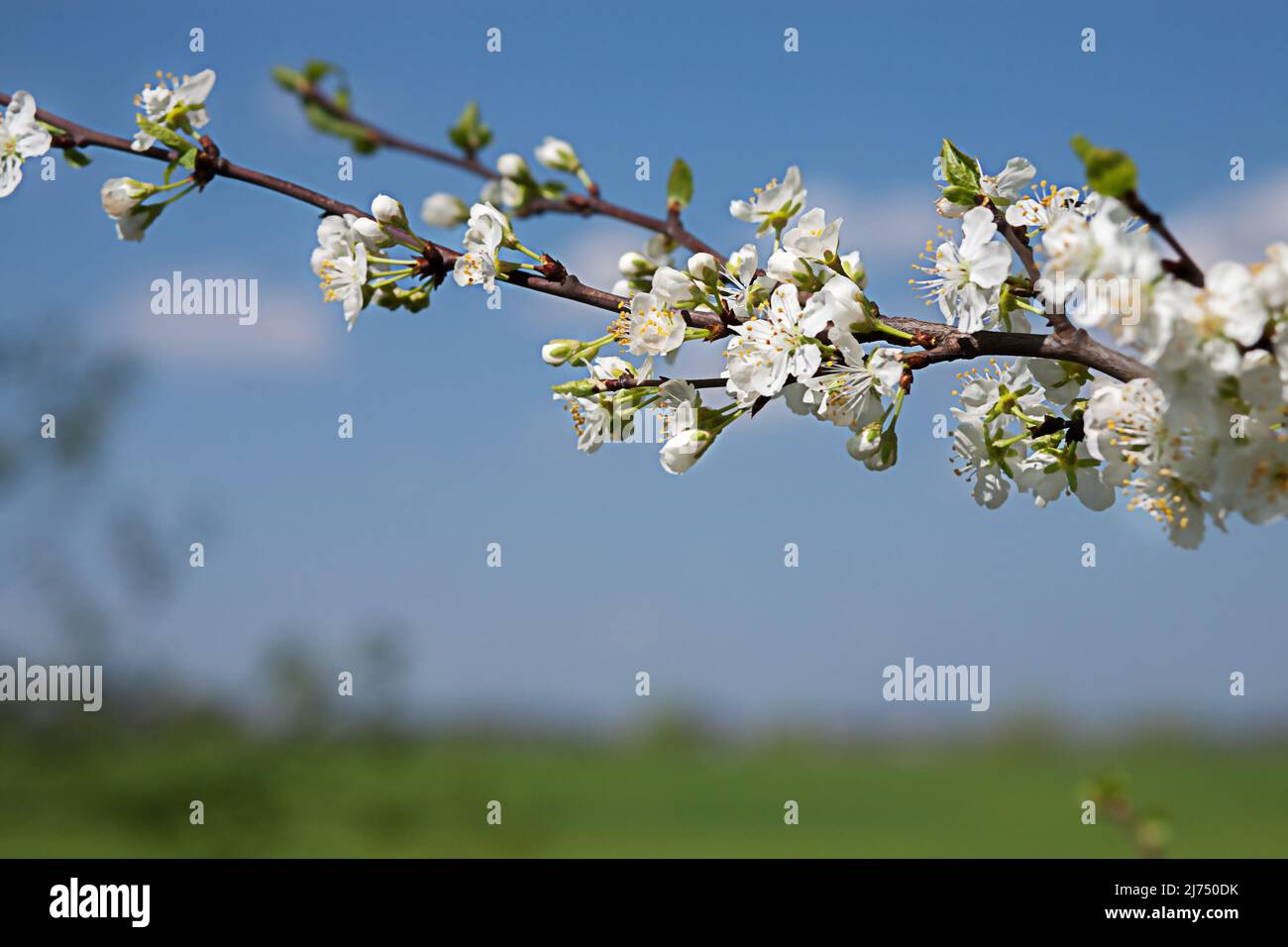 Small clusters cherry blossoms hi-res stock photography and images - Alamy