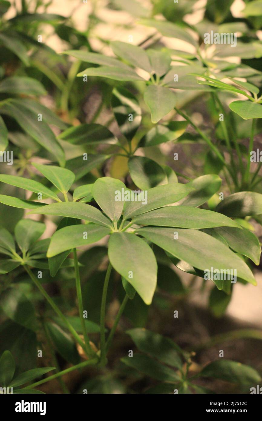 Beautiful leafy house plants growing in the indoor garden Stock Photo