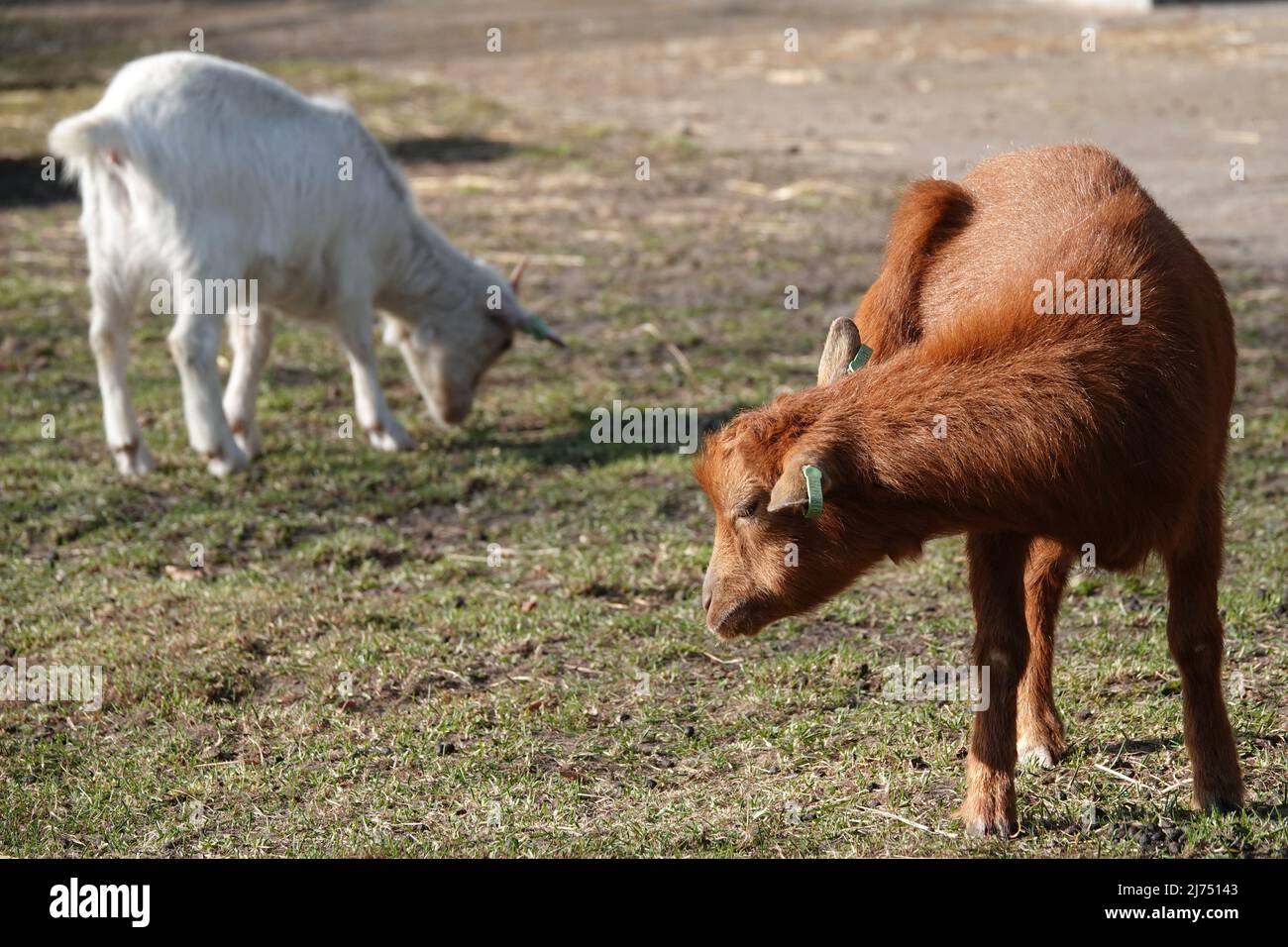 Two West African Dwarf goats in a petting zoo. The white one is grazing. The brown one is scratching his ear Stock Photo