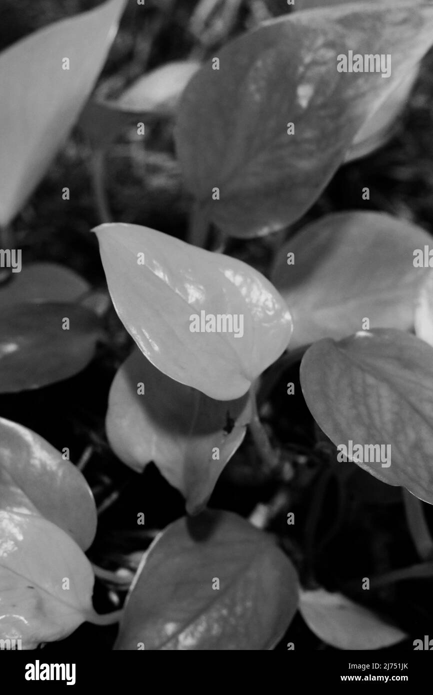Beautiful leafy house plants growing in the indoor garden in black and ...