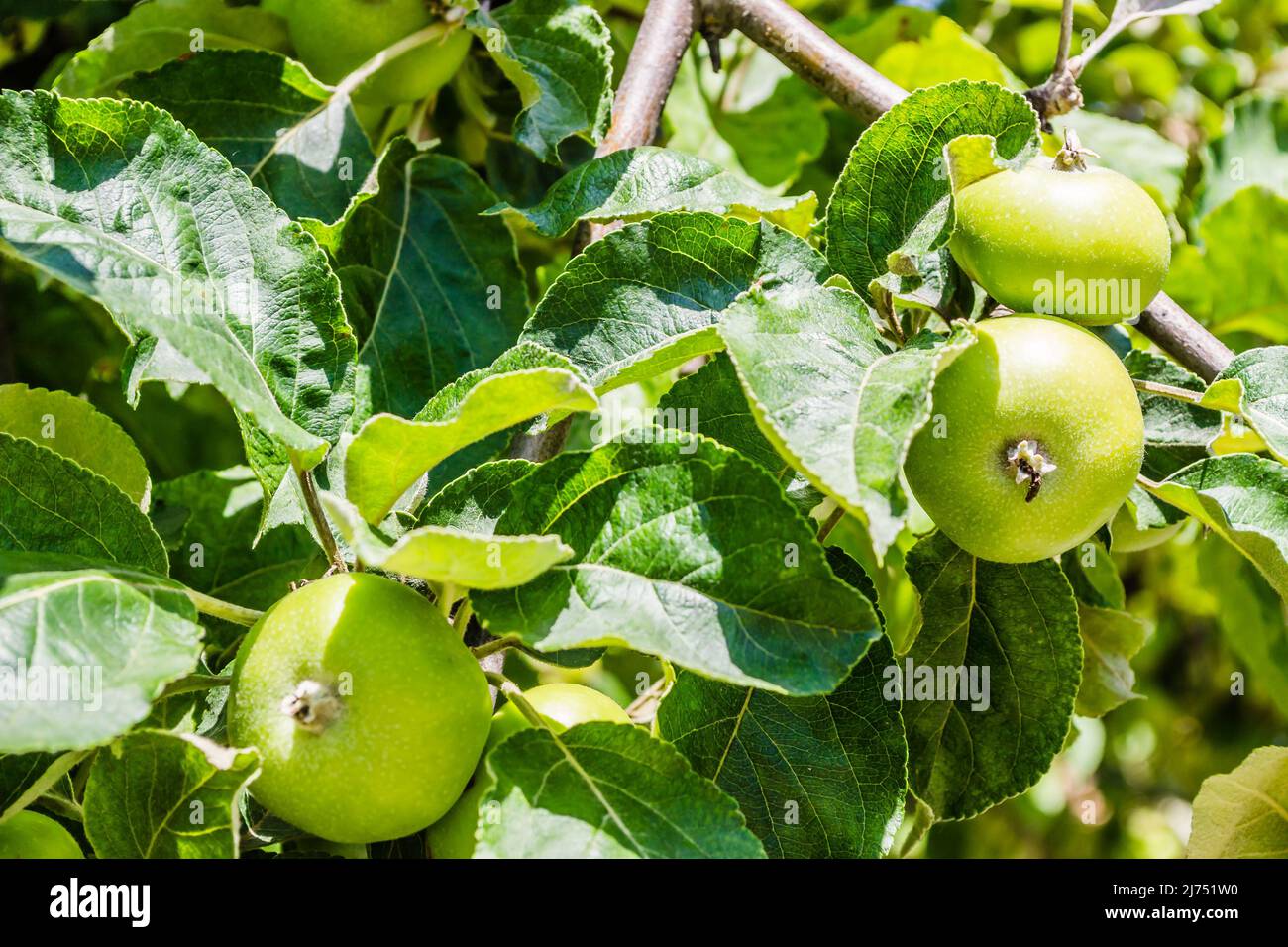 Immature green fruits are apples in the tree canopy. Immature green ...
