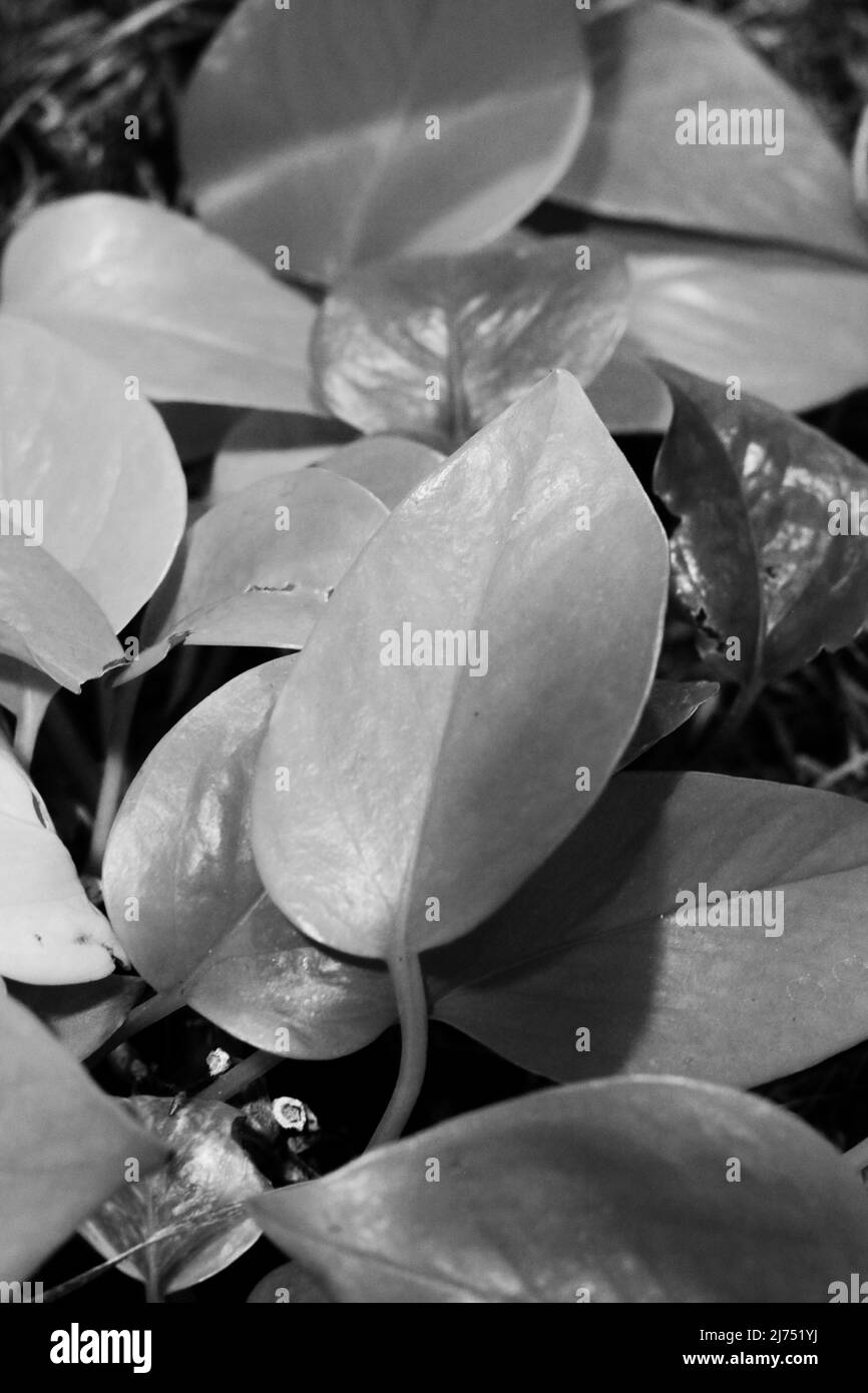 Beautiful leafy house plants growing in the indoor garden in black and ...