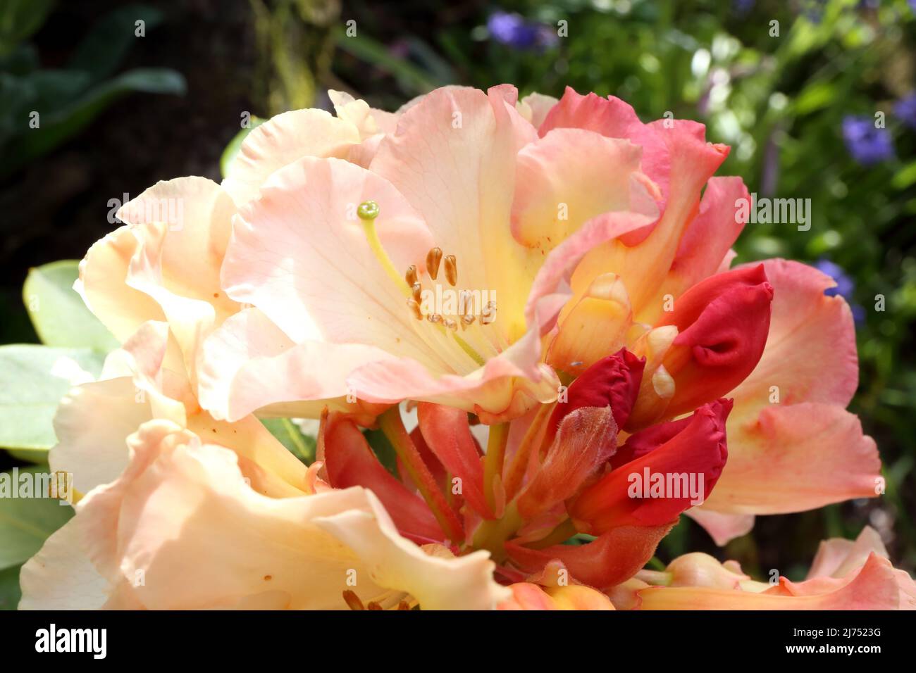 Yakushimanum Rhododendron Percy Wiseman beautiful bloom in close up. Stock Photo