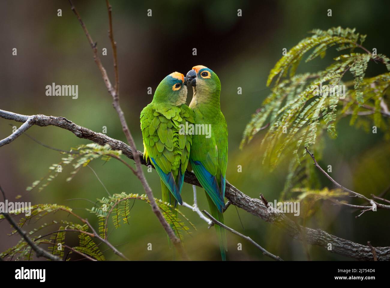 An affectionate pair of Peach-fronted Parakeets (Aratinga aurea) from Central Brazil Stock Photo