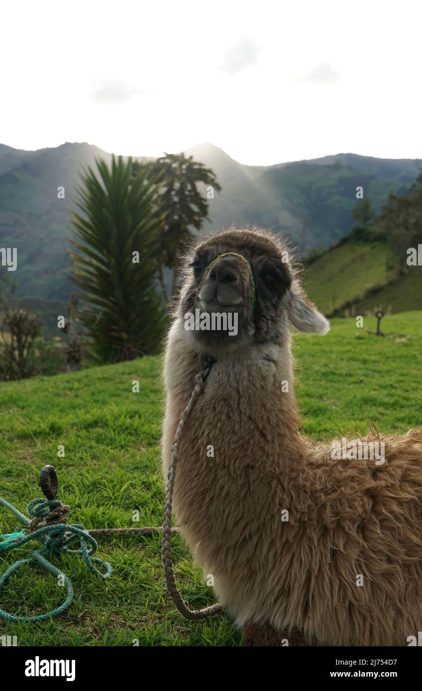 Baby Alpaca Stock Photo