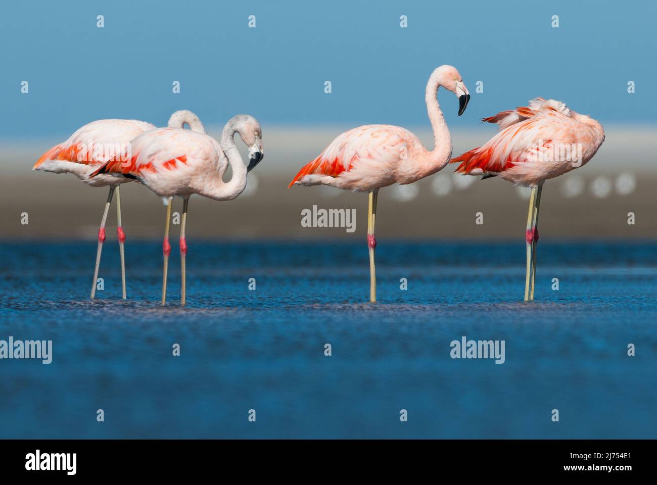Chilean Flamingo (Phoenicopterus chilensis) photographed in Lagoa do Peixe National Park, SE Brazil Stock Photo