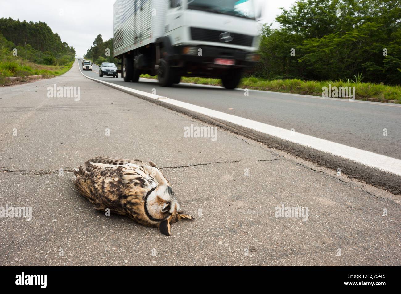 A Striped Owl (Asio clamator) killed by a car strike on a road in SE Brazil Stock Photo