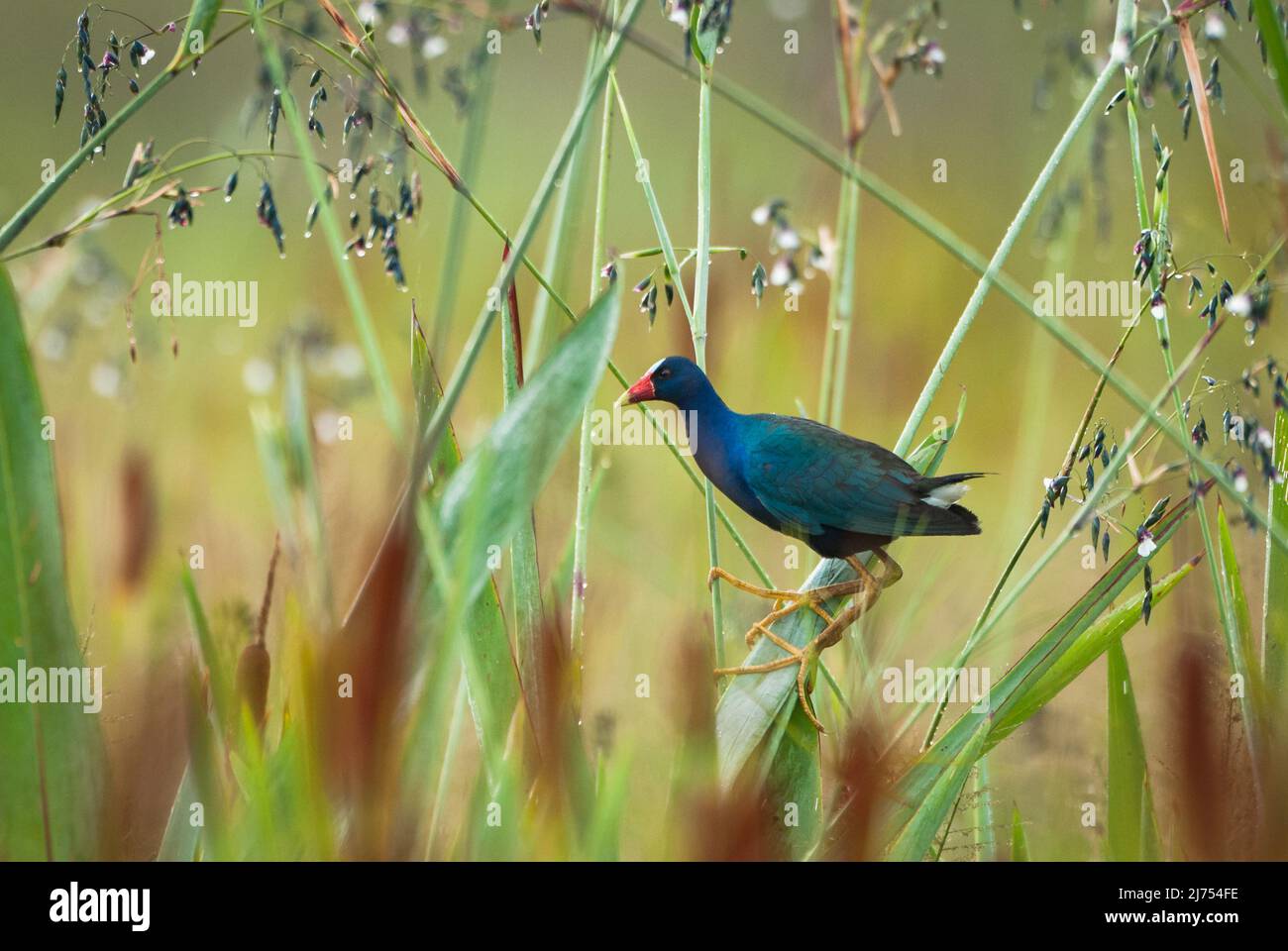 A Purple Gallinule (Porphyrio martinica) at a wetland from SE Brazil Stock Photo
