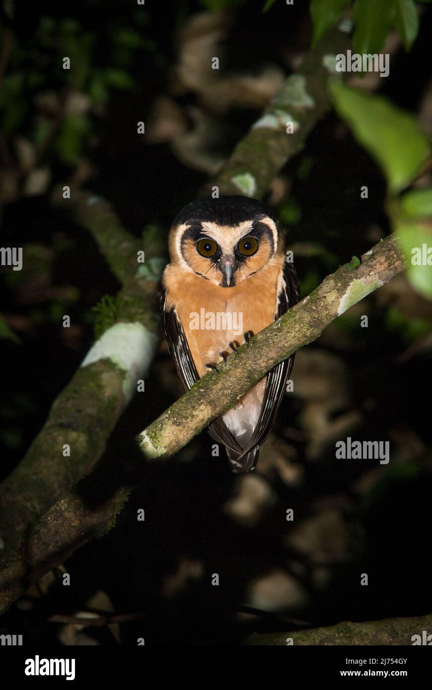 A rare Buff-fronted Owl (Aegolius harrisii) photographed in the Atlantic Rainforest of SE Brazil Stock Photo