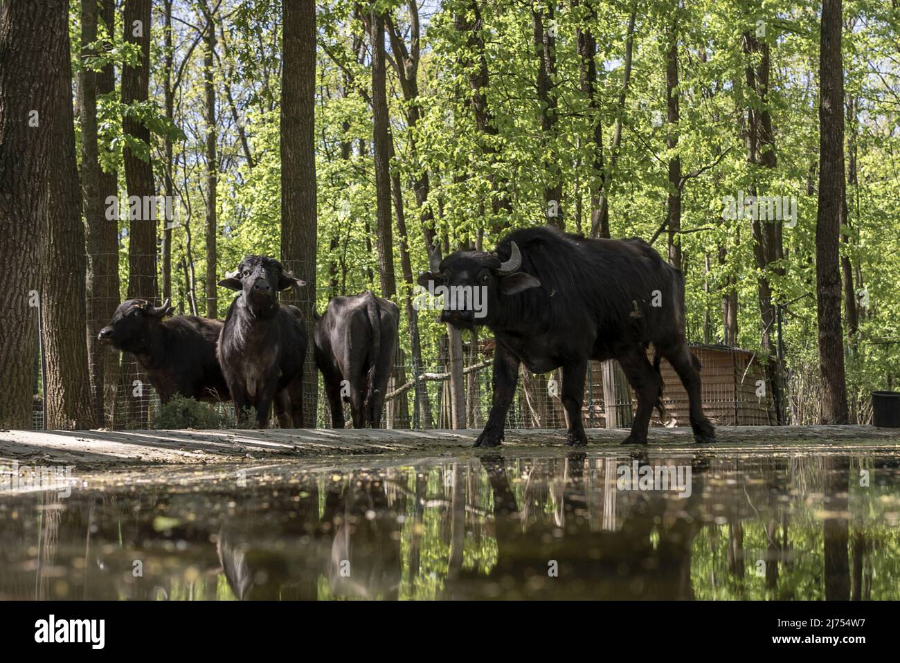 Buffaloes rest at a watering hole in Ecopark waiting to be transported to Poltava two hours away for safety after Russians shelled the area in early March, killing dozens of animals outside of Kharkiv, Ukraine, Thursday, May 5, 2022. Later the same day Russians shelled the park killing a young 15 year old volunteer and injuring two others. The U.K. government has reportedly launched an inquiry into how British-manufactured components have made their way into Russian weapons systems, despite an arms embargo being in operation since Russia annexed Crimea in 2014.   Photo by Ken Cedeno/UPI Stock Photo