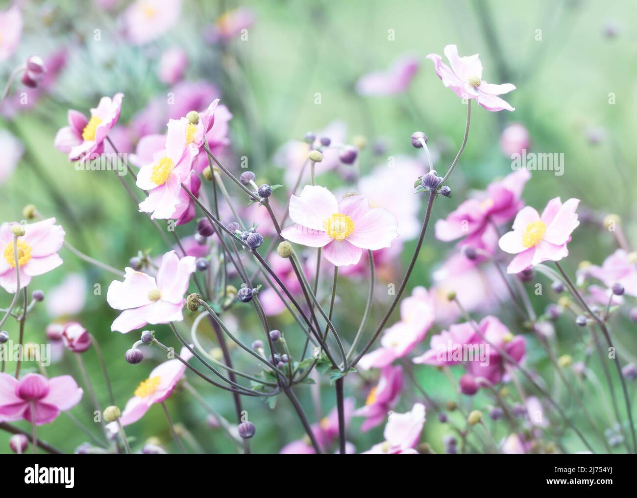 Nature background with spring flowers. (Anemone scabiosa). Selective and soft focus. Copy space. Stock Photo